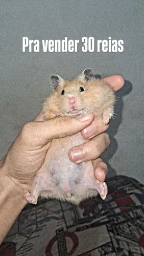 Hamster
