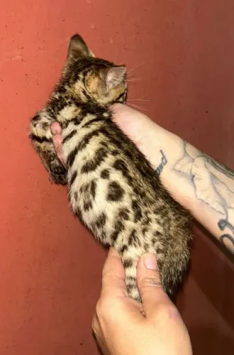 Fêmea de Gato Bengal