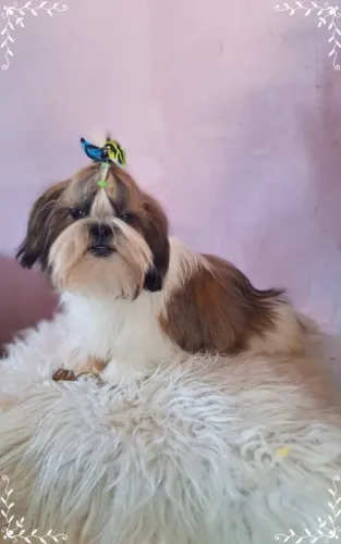 Shi tzu Macho
