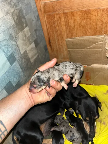 Filhote de Basset / Cofap