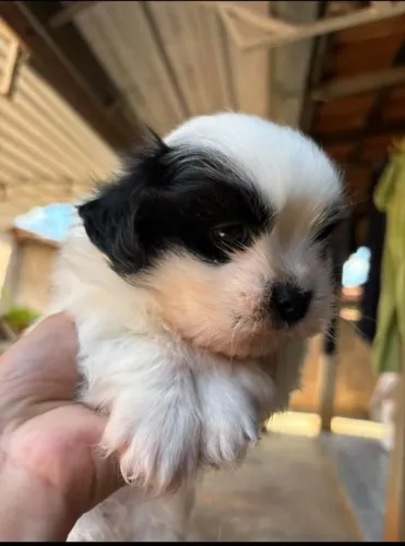 Filhotes Shih Tzu macho e fêmea