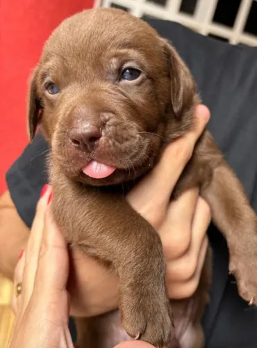 Labrador filhotes muito amorosos 