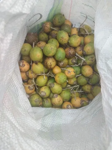 Tucuma  Saca