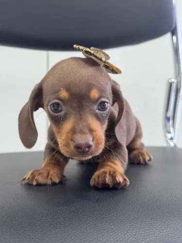 dachshund olhos verdes