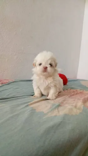Shihtzu macho