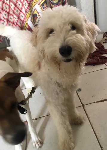 Cachorro para doação