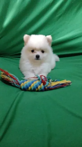 Spitz alemao macho 