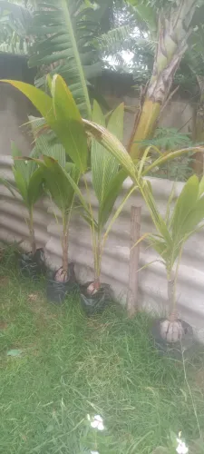 Mudas de coqueiro anão 