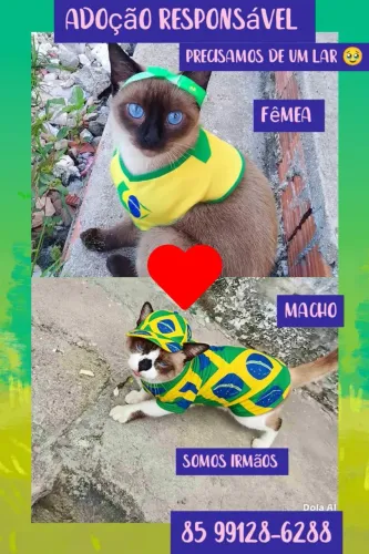Gatos pra adoção responsável