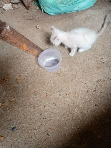 Gatinha pra doar já come só rua grande oriente 27 loteamento Nazaré Camaragibe *27