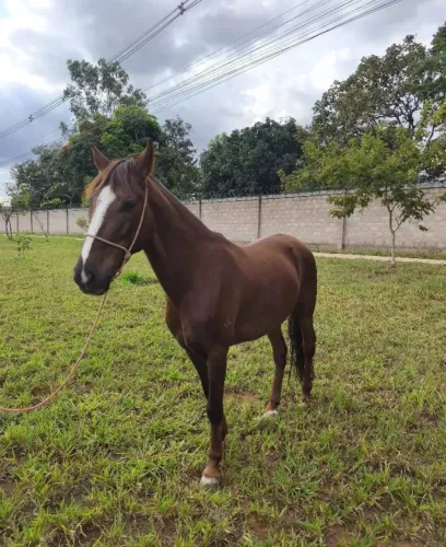 mangalarga marchador