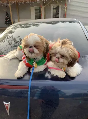 Filhote Shih Tzu, Os filhotes mais brincalhões esperam por um lar cheio de amor!