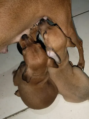 Filhote de pinscher 