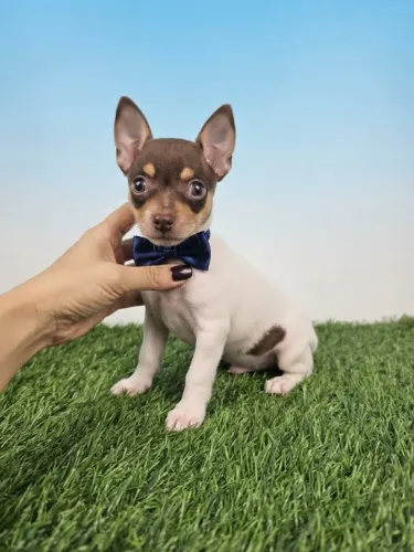 Pinscher Menino Especial e Muito Amoroso