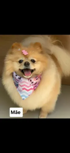 Vendo filhotes de Lulu da Pomerania 
