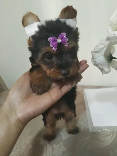Yorkshire terrier Fêmea