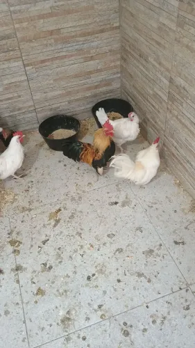 Vendo Galos garnizé lindos