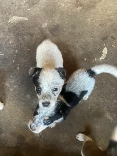 Filhote de Blue Heeler 