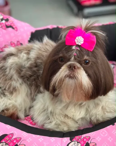 Doação Shihtzu Sofi