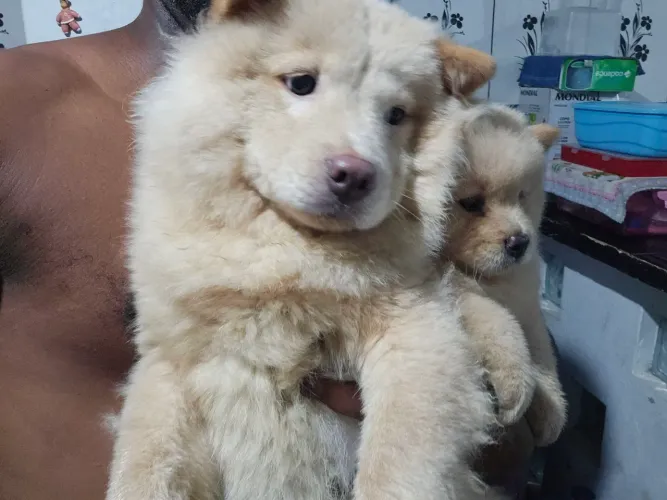 Filhotes de Chow Chow
