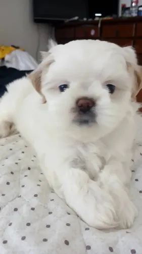 Filhote de Shih tzu