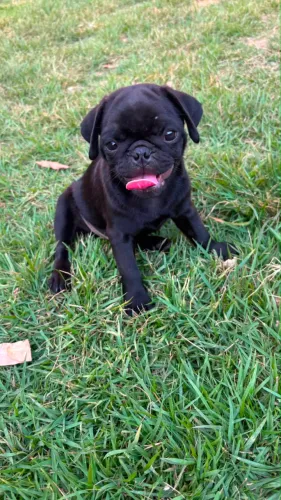 Pug MACHO