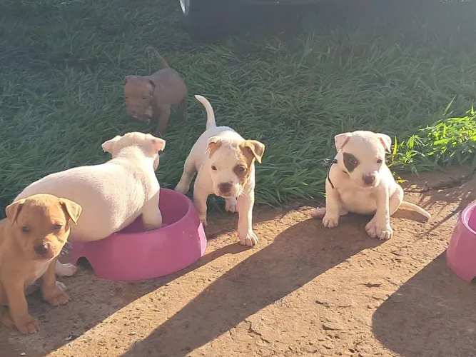 Filhote de pitbull 
