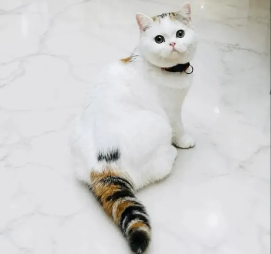 British shorthair femea tricolor. Com pedigree!
