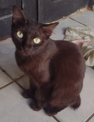 Gata