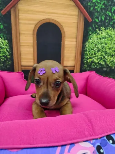 Fêmea de Basset Pequeno Porte, Linda e Amorosa