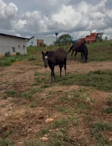 Potra Qm 