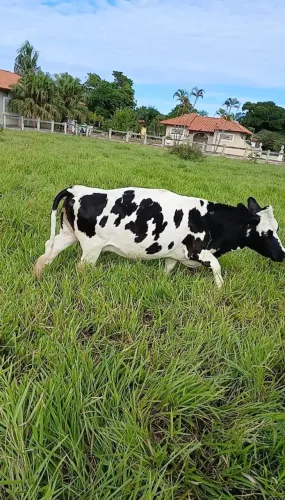 Mini vaca