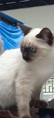 Gatinho Siamês para adoção - Rio de Janeiro