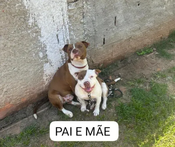 Filhote de Pitbull