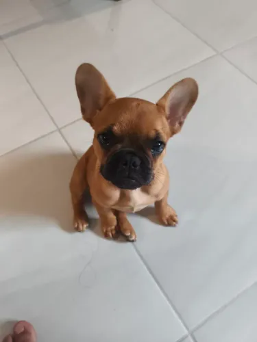 bulldog francês