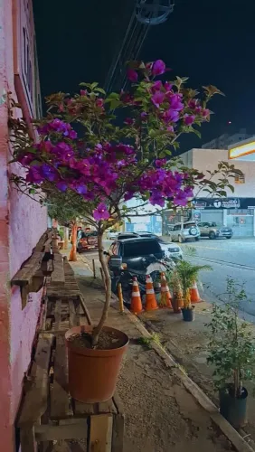 Bougainvillea primavera árvore