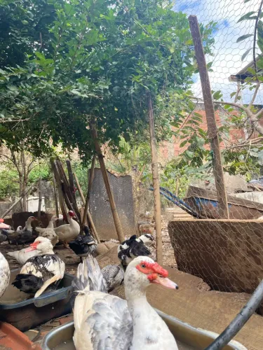 Patos adultos à venda