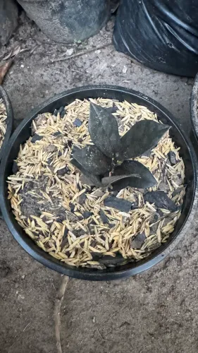 Plantas para todos os ambientes