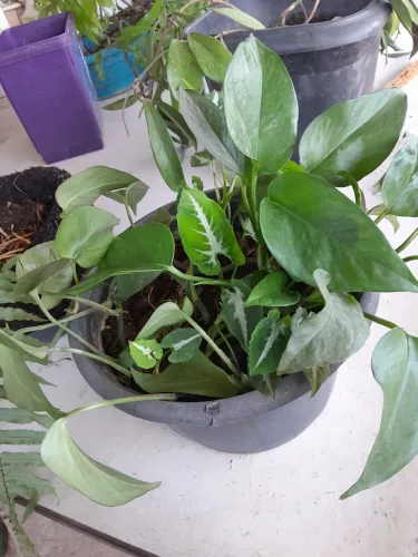 Plantas já pegadas