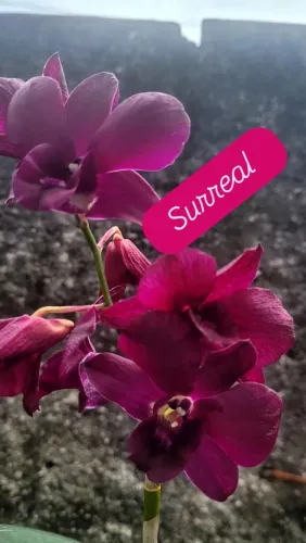 Lindas Orquídeas 