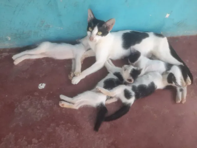 Doação de gatos