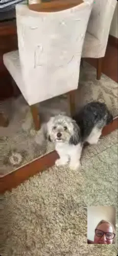 Doa -se um Cachorro