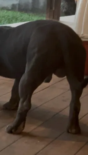 American Bully Pocket