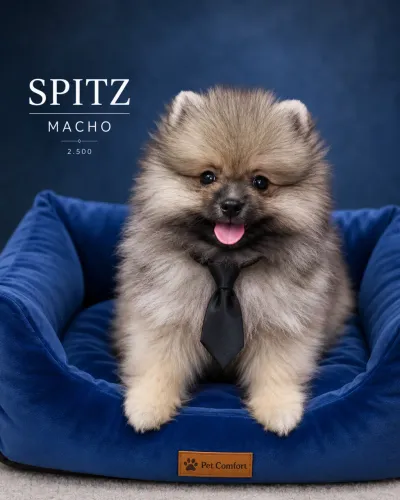 Spitz anão machinho fofinho