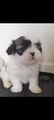 Filhote de Lhasa Apso fêmea porte pequeno