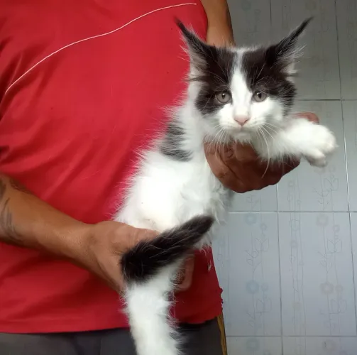 Gato Maine coon