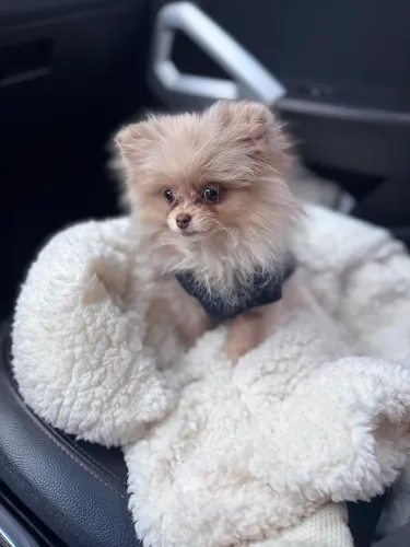 Lulu da Pomerania ( anão  / micro ) 