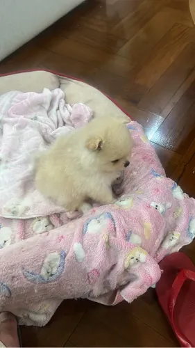Vendo linda filhote de Spitz fêmea