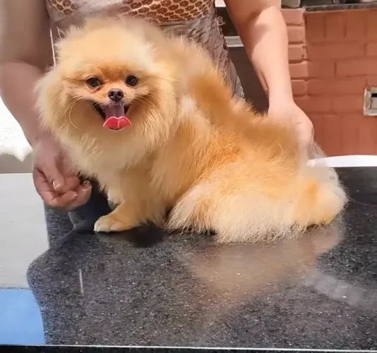 Spitz alemão para cobertura 