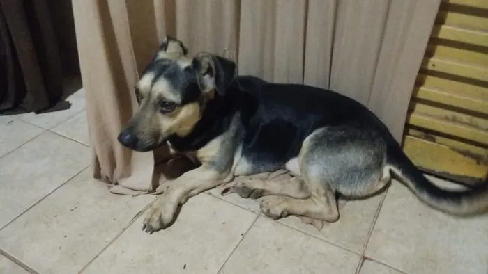 Adoção responsável